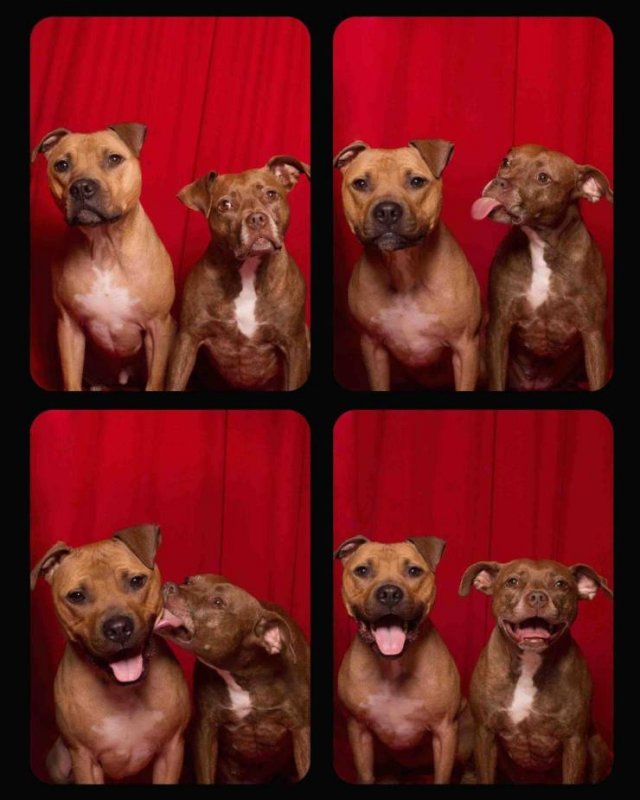 Собаки в фотобудке