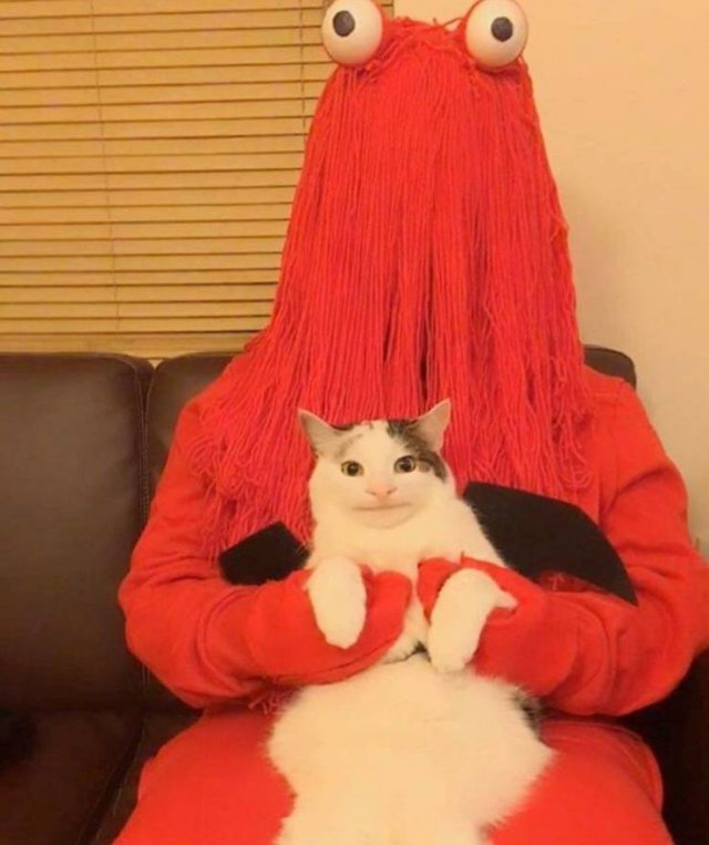 Кот сидит на руках