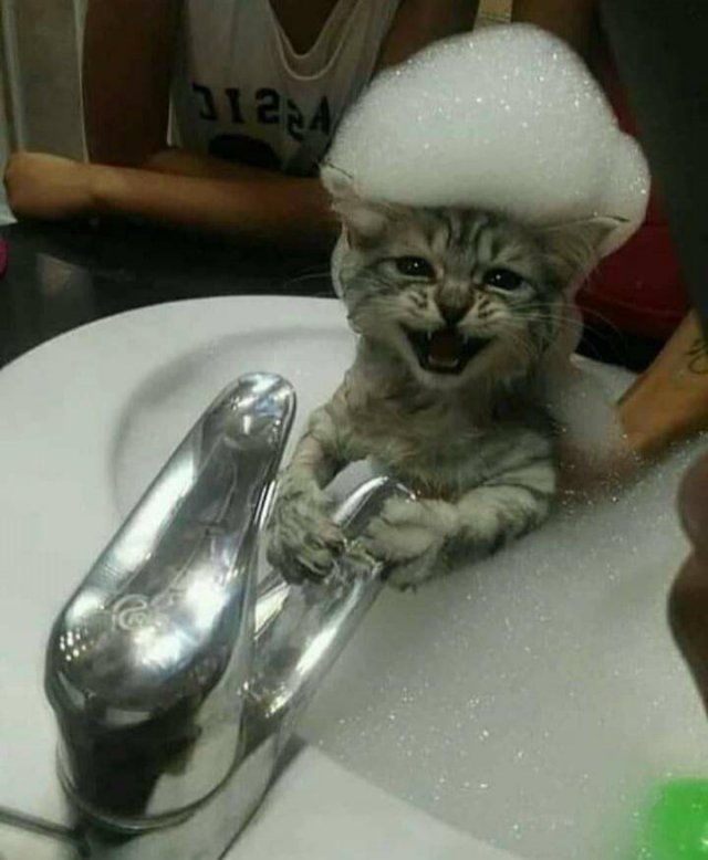 Кот принимает ванну