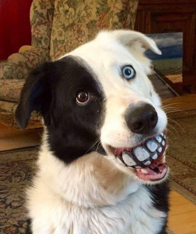 Собака с мячиком и зубами