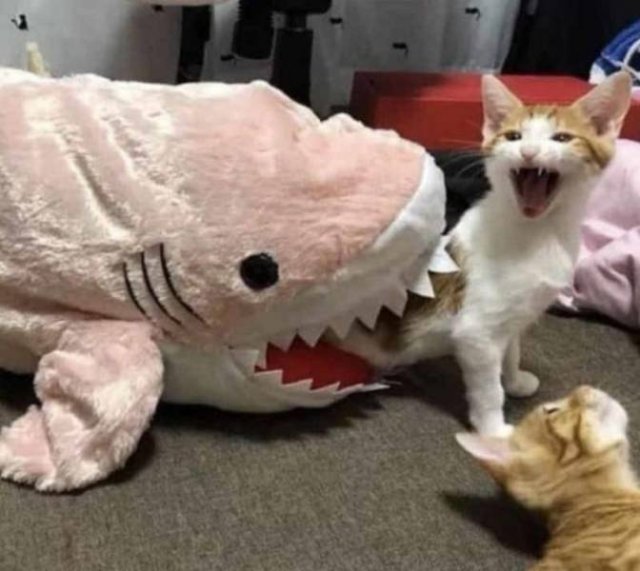 Акула и кот