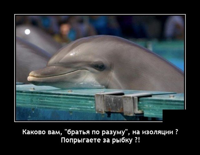 Демотиватор про дельфинов
