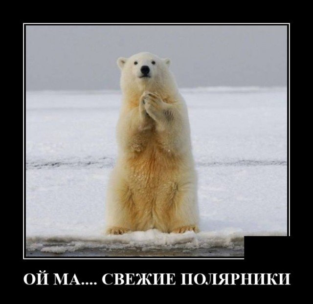 Демотиватор про медведей