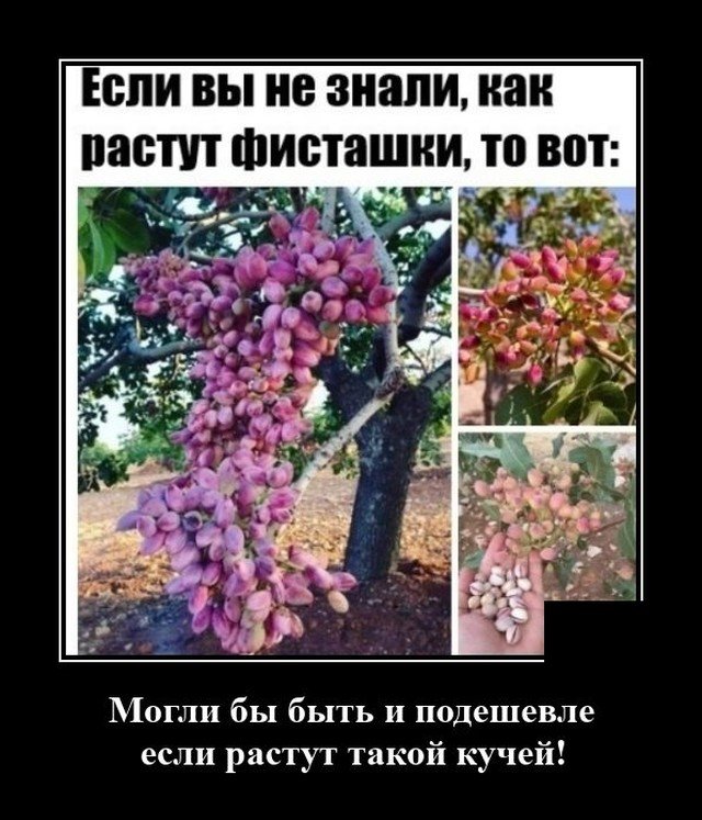 Демотиватор про фисташки