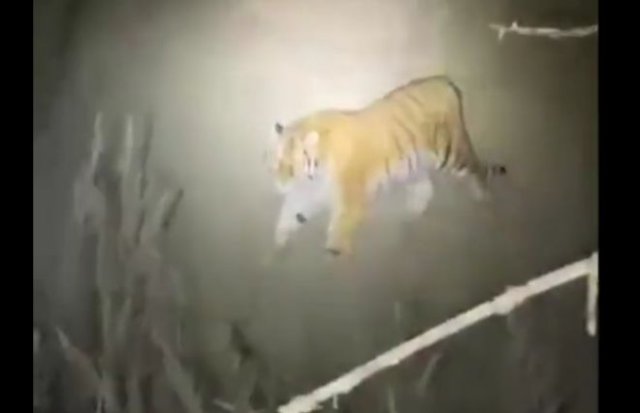 Не самая приятная встреча: охотники наткнулись на амурского тигра и залезли на дерево