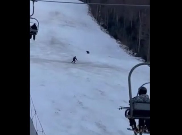 Медведь решил ускорить спуск лыжника с горы