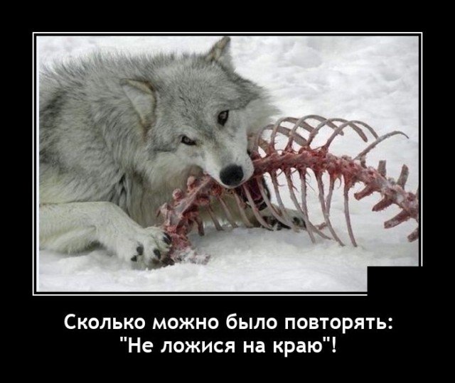 Демотиваторы про волка