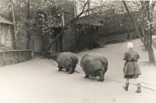 Выгул бегемотов в Московском зоопарке, 1950-е гг.