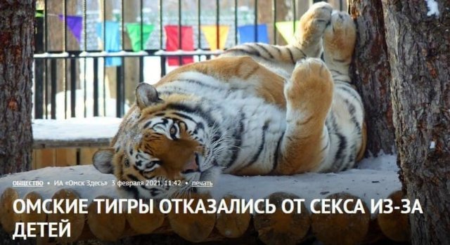 Смешные и интересные заголовки из мировых СМИ