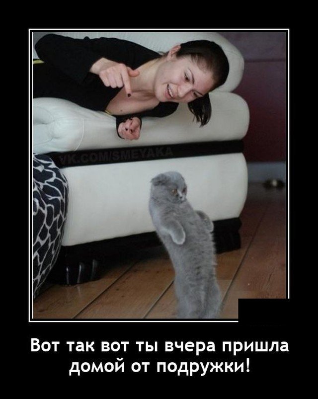 Демотиватор про кота