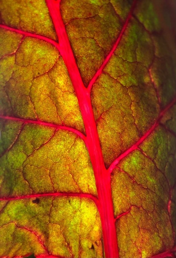 Свет, проникающий через лист в гидропонном саду