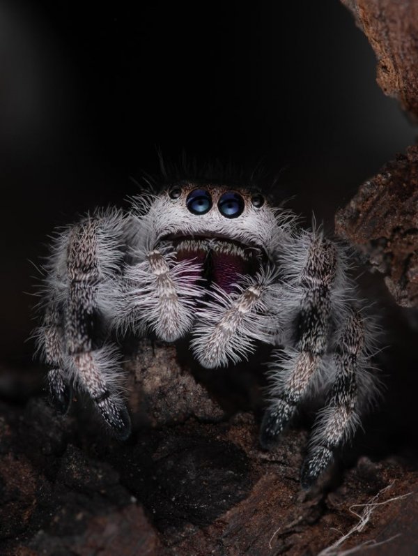 Королевский паук-скакун