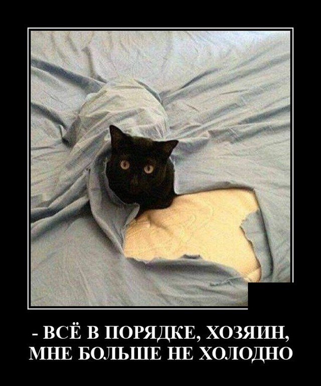 Демотиватор про кота