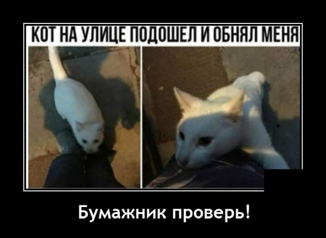 Демотиватор про кота