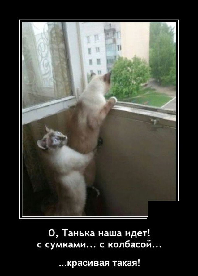 Демотиватор про котов