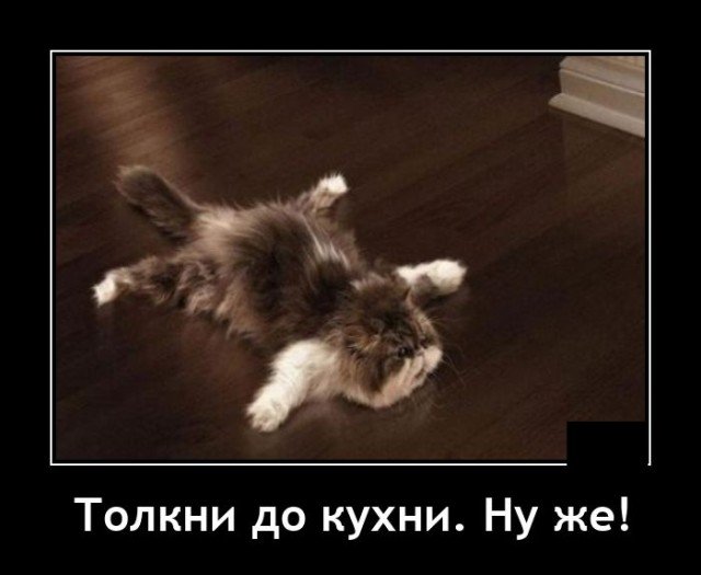 Демотиватор про ленивого кота