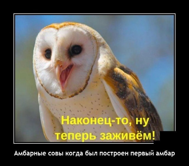 Демотиватор про сов