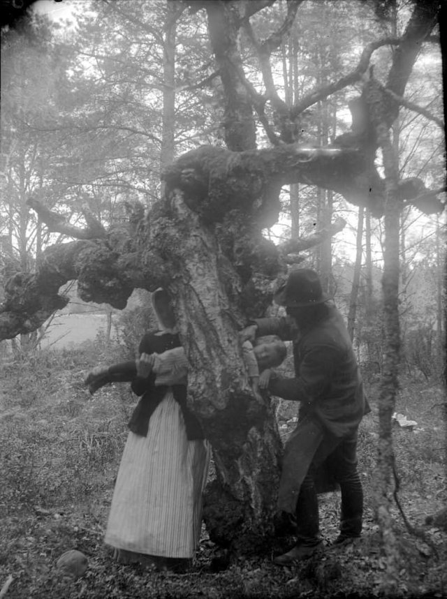 Попытка исцелить ребенка-рахитика путем протаскивания через дупло в целебном дереве. Швеция, 1918 год.