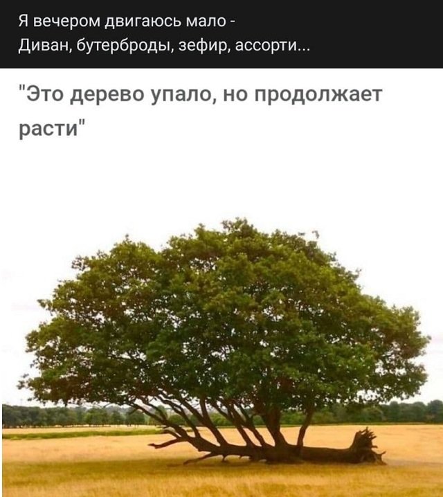 стих про дерево