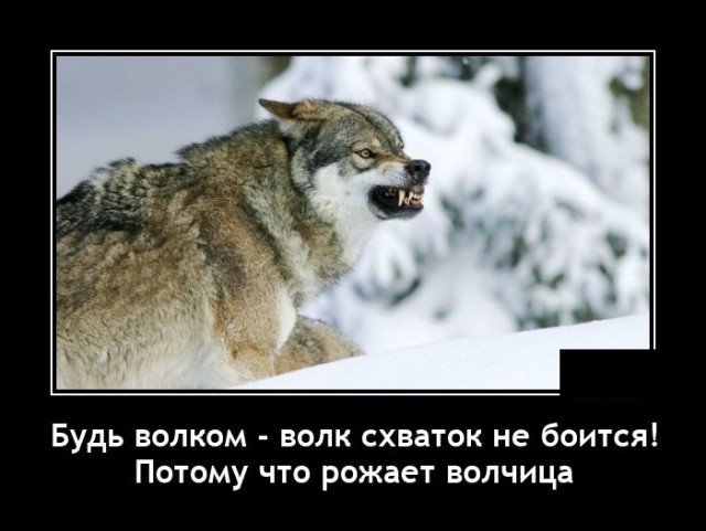 Демотиватор про волков