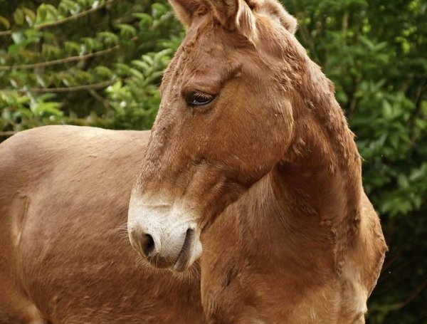Мулы — потомство лошадей и ослов, но сами они бесплодны из-за нечетного количества хромосом