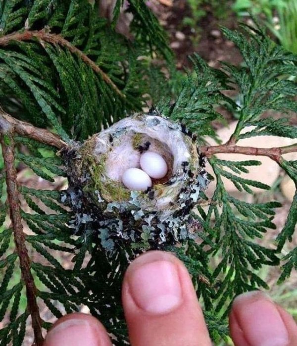 Размеры гнезда колибри