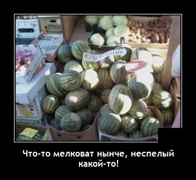 Демотиватор про крыжовник