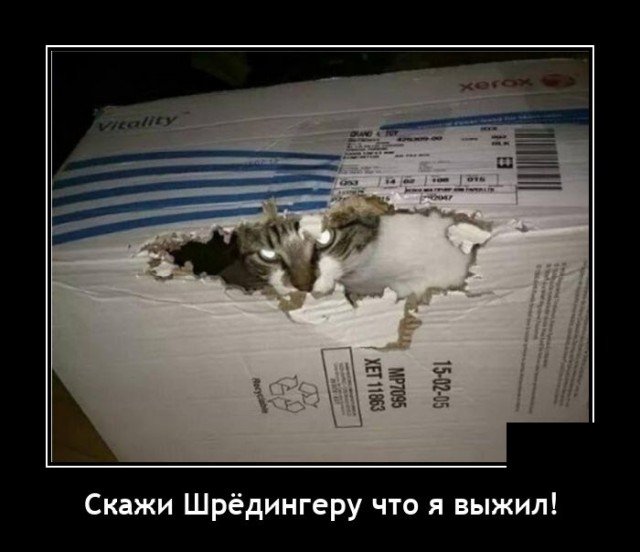 Демотиватор про кота
