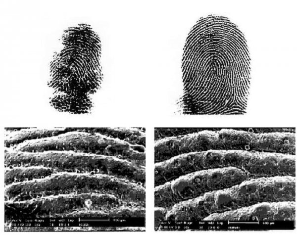 Отпечаток пальца коалы по сравнению с отпечатком человека