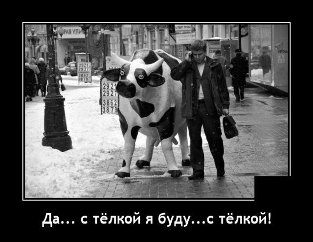 Демотиватор про корову