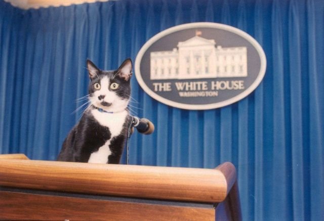 Кот президента Клинтона занял подиум пресс-секретаря в Белом доме, 1993 год.