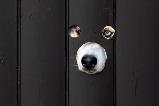 Британец создал городскую достопримечательность, просто просверлив дырки для собак в своем заборе