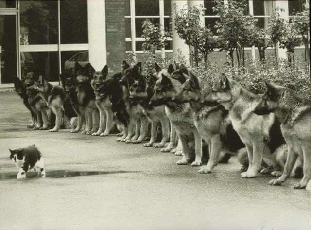 Кот и трeнированные немецкие овчарки - финальный экзамен для служебных собак полиции. ФРГ, 1987 год.