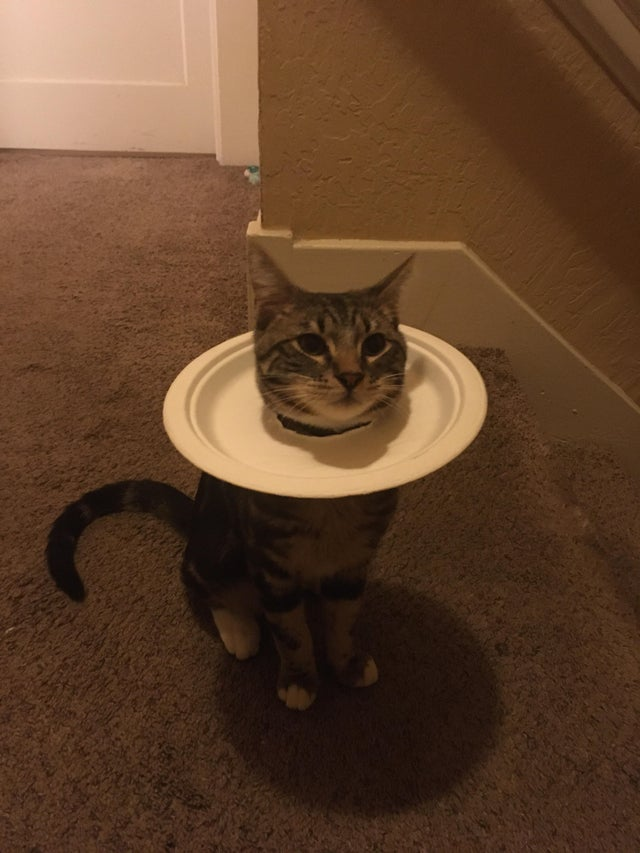 Если коту не нравится носить конус после операции, попробуйте вот такую тарелку