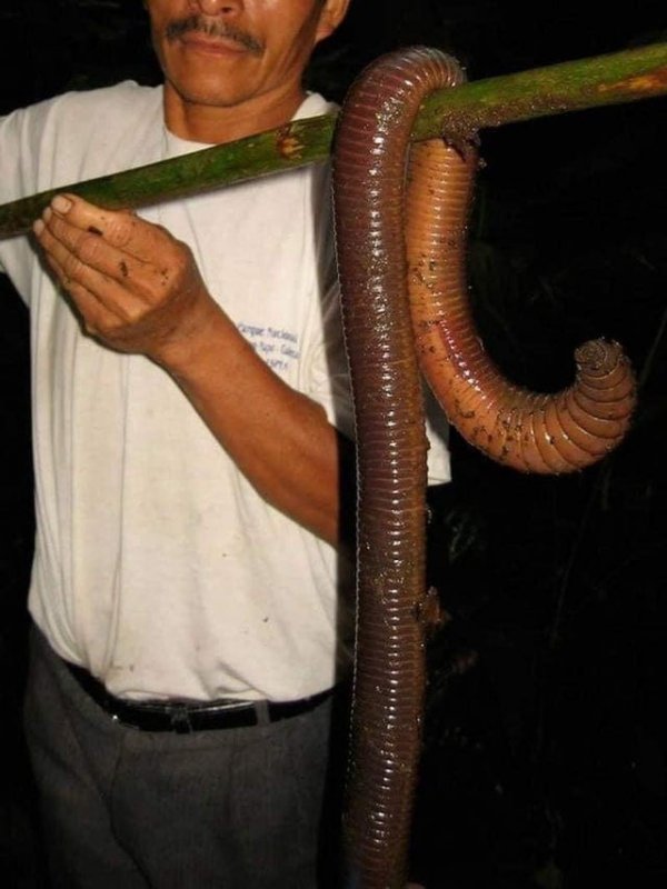Полутораметровый эквадорский червь