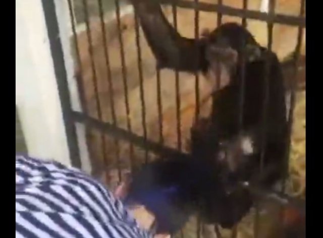 Неудачный поход в зоопарк: обезьяны объединились и обокрали девушек