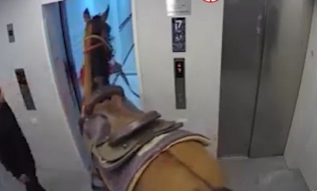 Лошадь в лифте в Тель-Авиве