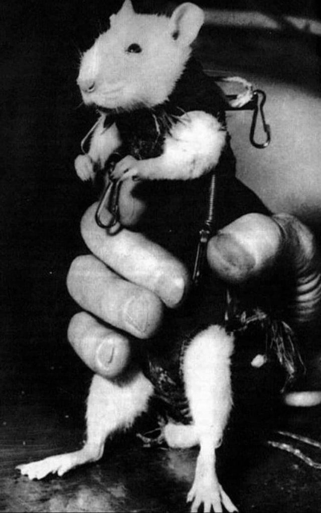 Крыса Гектор — первый французский астронавт, 1961 год