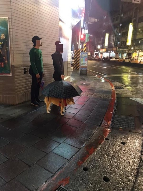 Просто собака под зонтиком, листайте дальше