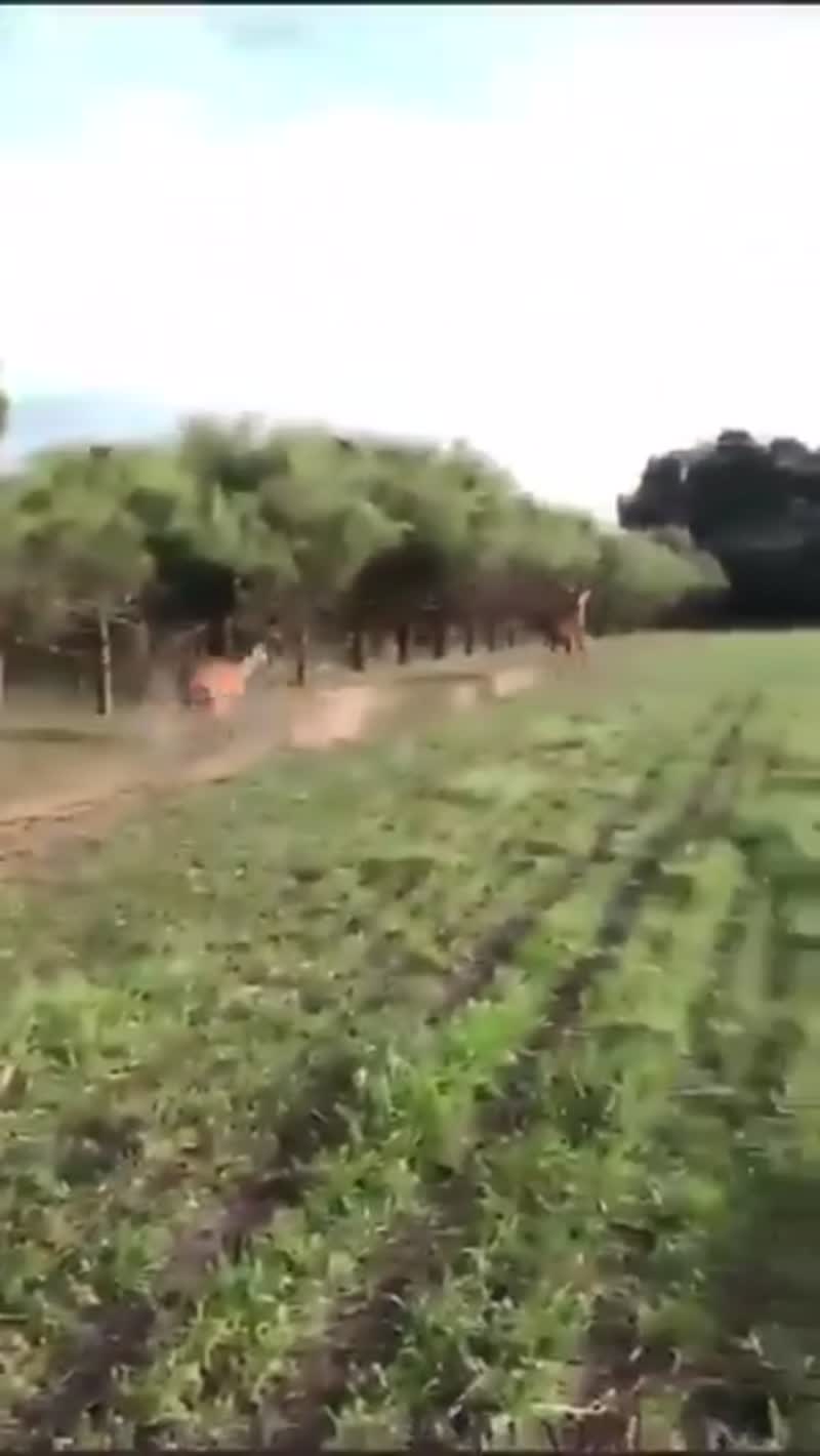 Рога и копыта!