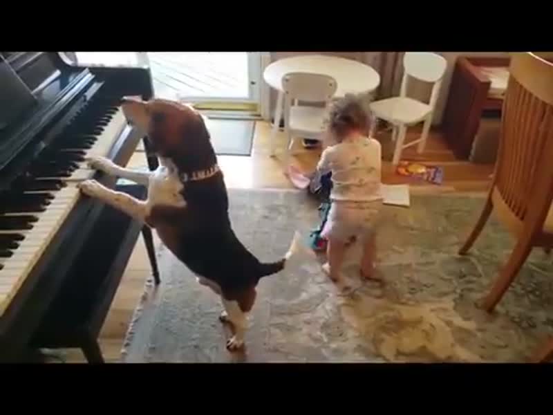 Собака, которая любит песни Лепса!
