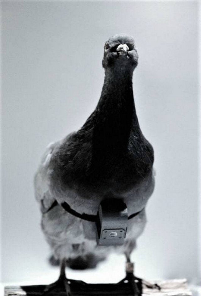 Рассекреченное фото шпионского голубя, использовавшегося ЦРУ в 60–х годах при операциях в СССР.