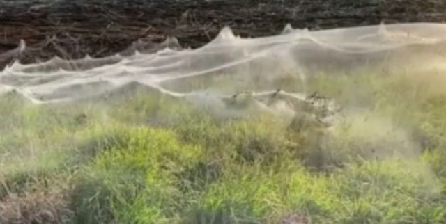 Кадры из Австралии: пауки покрыли огромную территорию паутиной, чтобы спастись от дождей