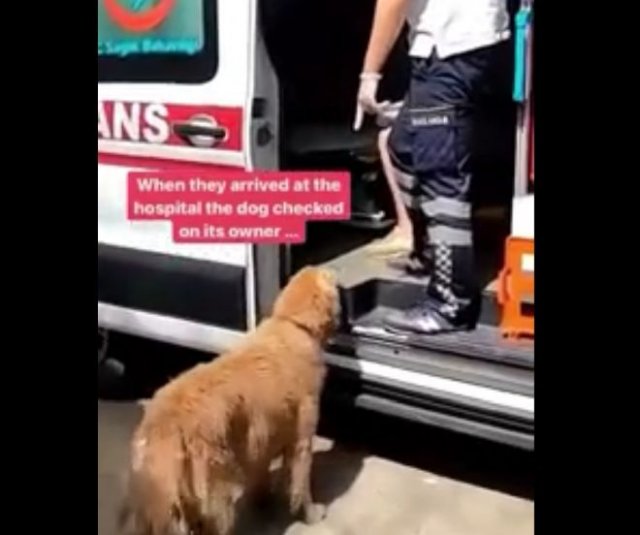 Истинная преданность: пес всю дорогу преследовал карету скорой помощи, на которой везли его хозяина
