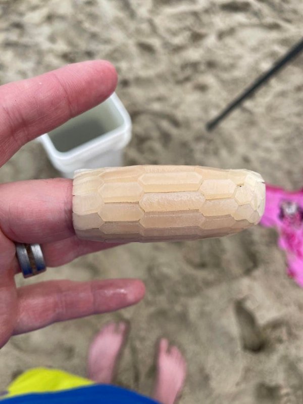 Нашёл эту трубочку на пляже. Есть идеи, что это такое?