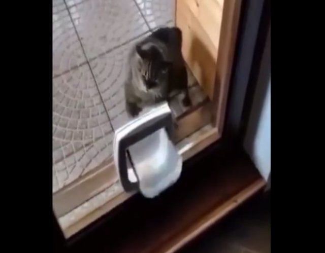 Быстрый &quot;боевой&quot; кот против дверцы