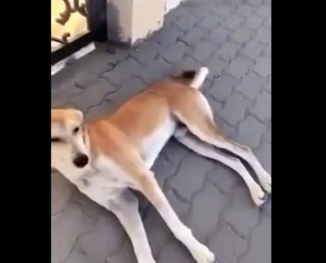 Глупая девушка решила поставить ногу на грудь собаке, отдыхающей на тротуаре - чем кончилось?