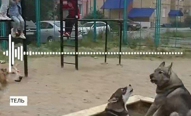Бродячие псы в ХМАО оккупировали детские площадки
