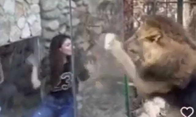 Лев в зоопарке Ливана и девушка, желающая сделать селфи