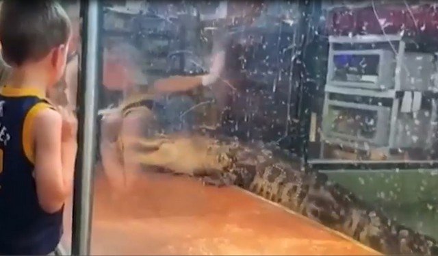 Аллигатор напал на сотрудницу центра рептилий и птиц в США